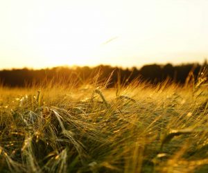 What is on your land?