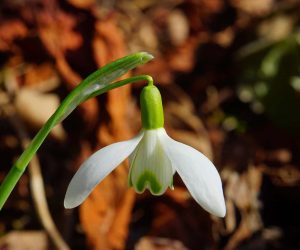 Season of Singleness